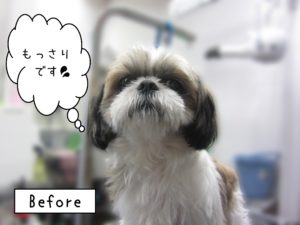 よろしくシーズー