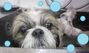 シャンプーシーズー