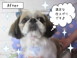 仕上がりシーズー