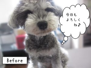 よろしくMシュナ