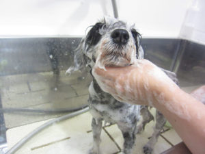 シャンプーMシュナ