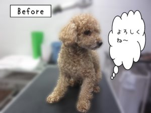 よろしくトイプー