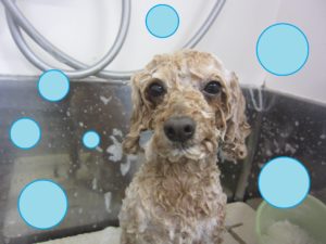 シャンプートイプー