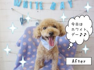 仕上がりトイプー