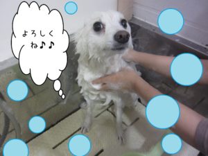 シャンプースピッツ