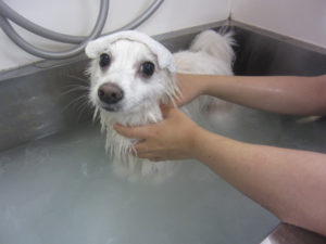 お風呂スピッツ