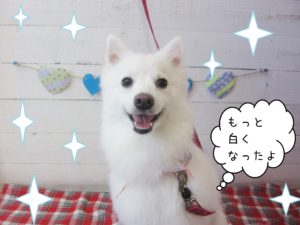 仕上がりスピッツ