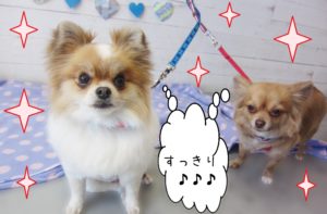 仕上がりミックス&チワワ