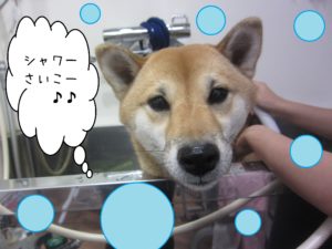 シャンプーしば