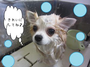 シャンプーチワワ
