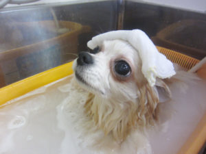 お風呂チワワ
