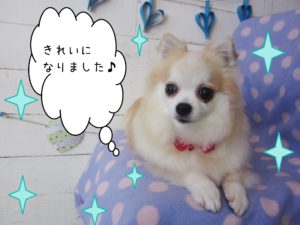 仕上がりチワワ