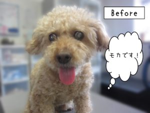 よろしくトイプー