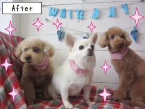 仕上がりトイプー&チワワ