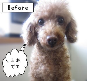 よろしくトイプー