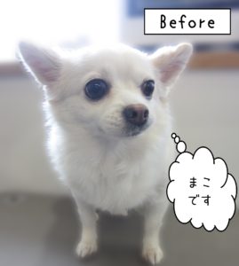 よろしくチワワ