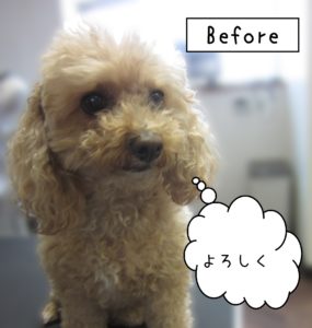 よろしくトイプー