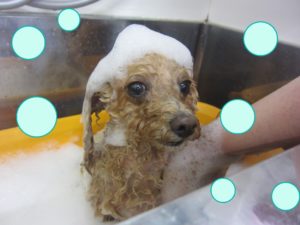 お風呂トイプー