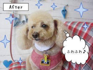 仕上がりトイプー