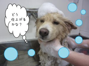 シャンプーミックス