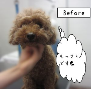 よろしくトイプー