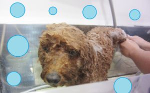 シャンプートイプー