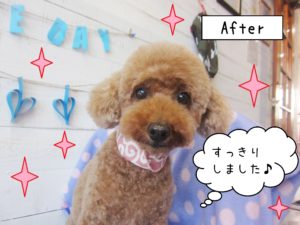 仕上がりトイプー