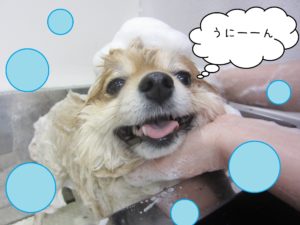 シャンプーポメ