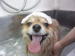 お風呂ポメ