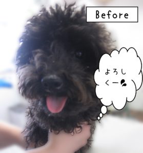 よろしくトイプー