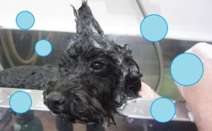 シャンプートイプー