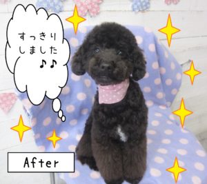 仕上がりトイプー