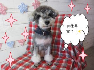 仕上がりMシュナ