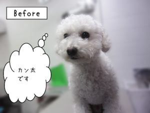 よろしくトイプー