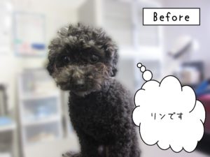 よろしくトイプー