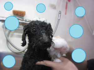 シャンプートイプー