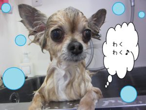 シャンプーチワワ