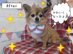 仕上がりチワワ