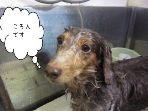 シャンプーダックス