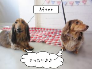 仕上がりダックス