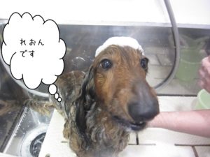 シャンプーダックス