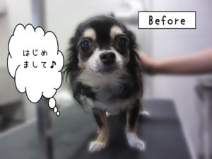 よろしくチワワ