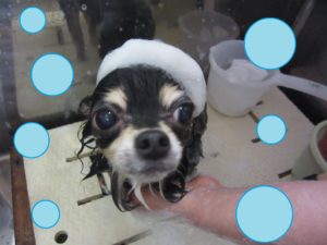 シャンプーチワワ