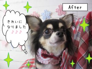 仕上がりチワワ