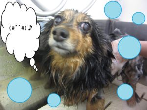 シャンプーミックス