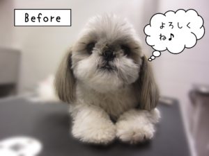 よろしくシーズー