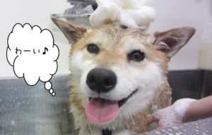 シャンプーしば