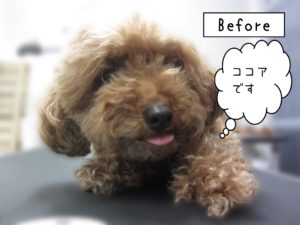 よろしくトイプー