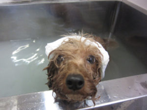 お風呂トイプー