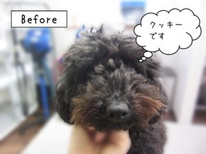 よろしくトイプー